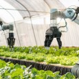 Петербургские ученые научили роботов собирать урожай