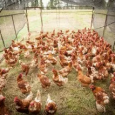 Россия полностью обеспечивает потребность в мясе птицы за счет собственного производства 