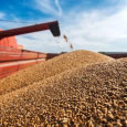 Президент ждет роста годового экспорта российского зерна до 50 млн т