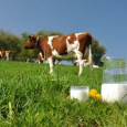 Перспективы развития молочного и мясного скотоводства в СЗФО