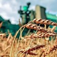 Экспортные цены на пшеницу снижаются