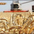 Президент России В. В. Путин заявил, в 2021 году урожай будет меньше, чем в прошлом году, планируется собрать более 127 миллионов тонн зерна.