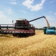 Валовой сбор зерновых в России превысил 5 млн тонн