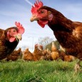 Минсельхоз ожидает полной самообеспеченности куриным пищевым яйцом в 2021 году