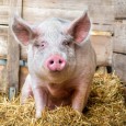 В России участились вспышки африканской чумы свиней